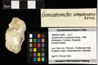 Foto (Objekt + Etiketten) von Goniodromites complanatus (Reuss, 1858) 